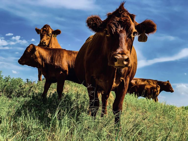 Livestock Brand Lookup Colorado Livestock Info